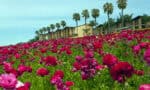 Maximize Your Earnings With These “Spring Effect” Real Estate Tips