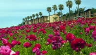 Maximize Your Earnings With These “Spring Effect” Real Estate Tips